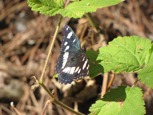 Help Id - Limenitis reducta